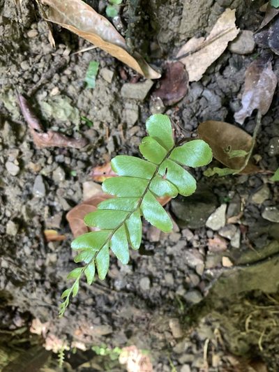 Hymenasplenium excisum, photographed by 呂一起(Lyu yi-chi)