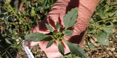 Euphorbia davidii, photographed by Jeff D Hansen