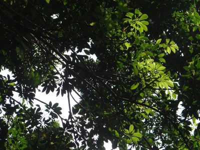 Heptapleurum arboricola, photographed by 呂一起(Lyu yi-chi)