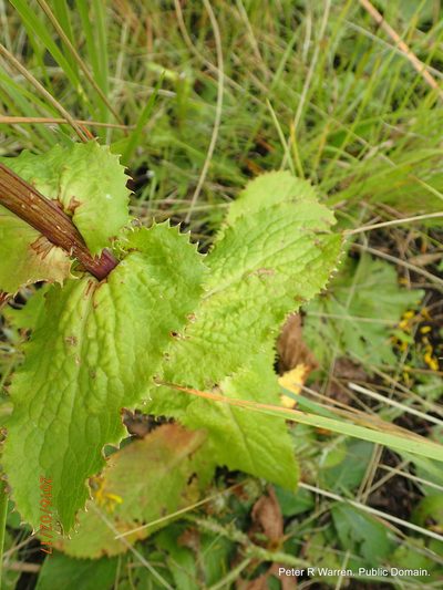 Alepidea cordifolia, photographed by Peter Warren