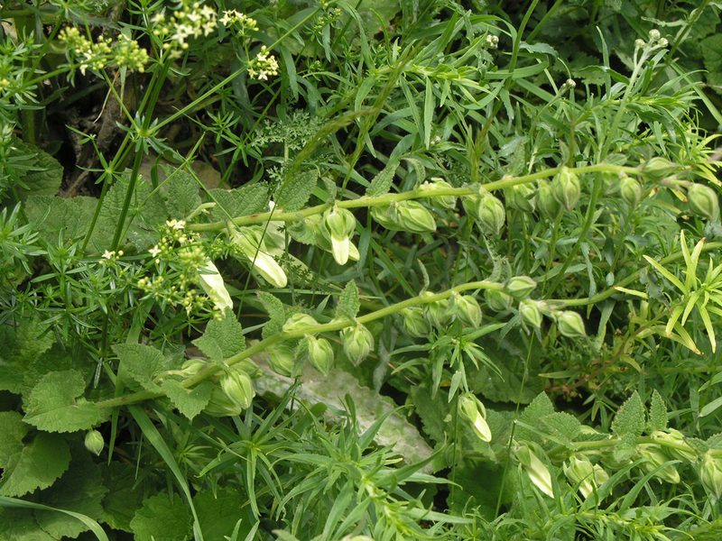 Campanula alliariifolia, photographed by Oleg Kosterin