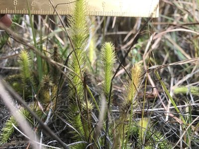 Lycopodiella alopecuroides, photographed by Chase Mathey