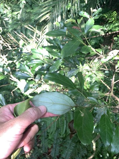 Cryptocarya chinensis, photographed by 呂一起(Lyu yi-chi)