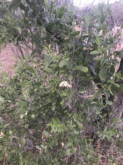 Salvadora australis, photographed by rosshawkins