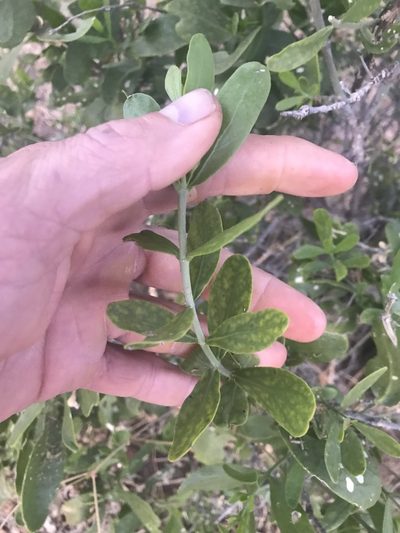 Salvadora australis, photographed by rosshawkins