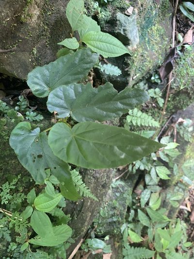 Begonia longifolia, photographed by 呂一起(Lyu yi-chi)