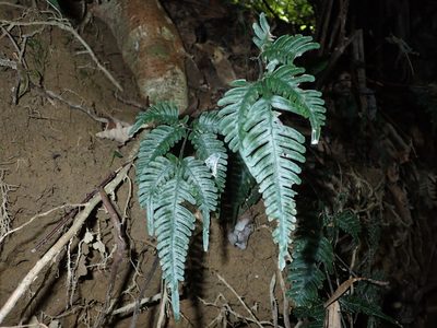Pteris grevilleana, photographed by 呂一起(Lyu yi-chi)