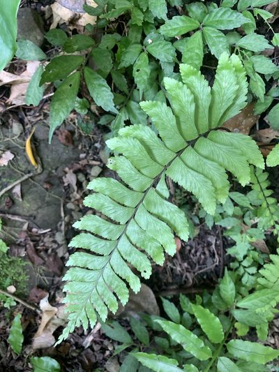 Hymenasplenium excisum, photographed by 呂一起(Lyu yi-chi)