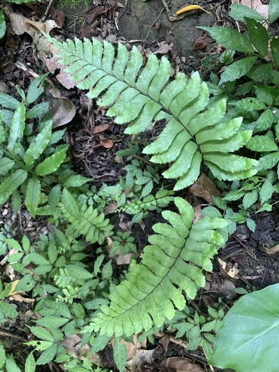 Hymenasplenium excisum, photographed by 呂一起(Lyu yi-chi)