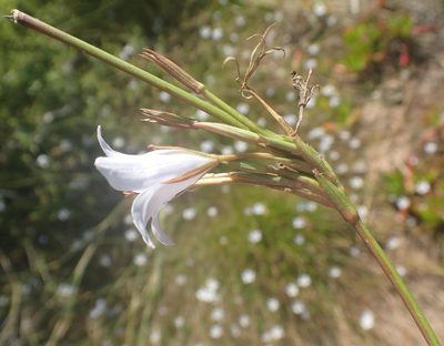 Prismatocarpus campanuloides, photographed by Nicola van Berkel