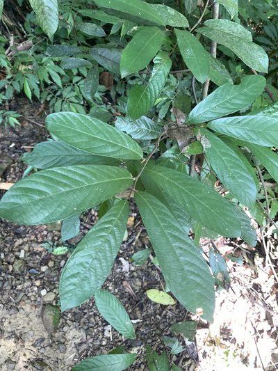 Fissistigma oldhamii, photographed by 呂一起(Lyu yi-chi)