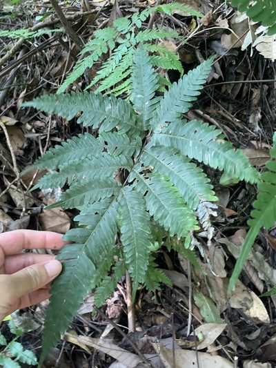 Pteris fauriei, photographed by 呂一起(Lyu yi-chi)