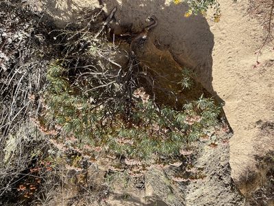 Eriogonum arborescens, photographed by Jim Riley