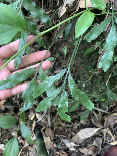 Asplenium formosae, photographed by 呂一起(Lyu yi-chi)
