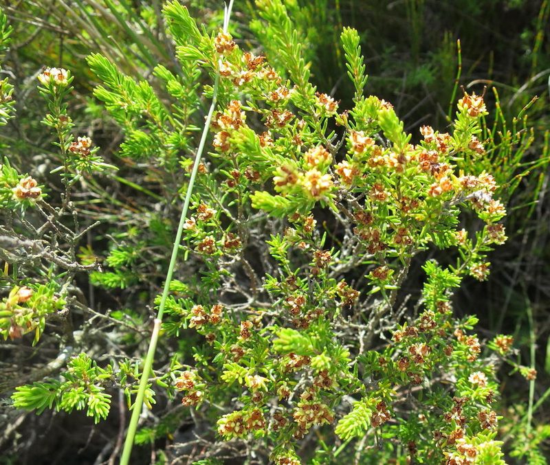 Erica glumiflora, photographed by Di Turner