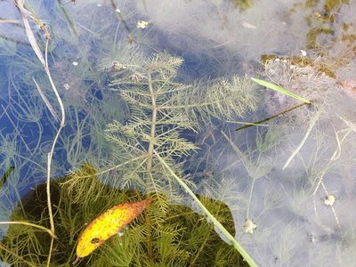Myriophyllum verticillatum, photographed by Анна Митрошенкова