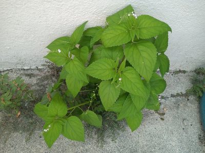 Priva lappulacea, photographed by Rodolfo Salinas Villarreal