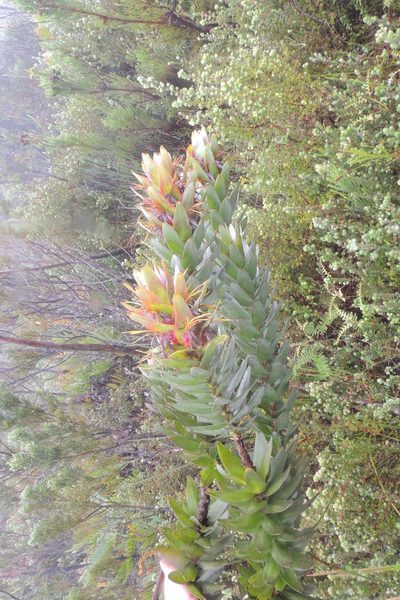 Mimetes splendidus, photographed by jillblignaut