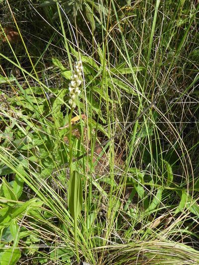 Brownleea parviflora, photographed by Andrew Hankey