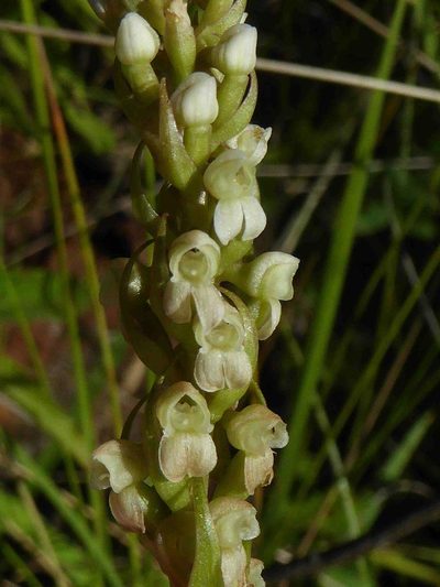 Brownleea parviflora, photographed by Andrew Hankey
