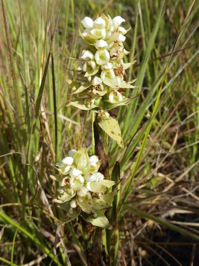 Satyrium trinerve, photographed by Andrew Hankey