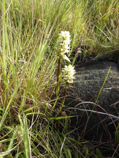 Satyrium trinerve, photographed by Andrew Hankey