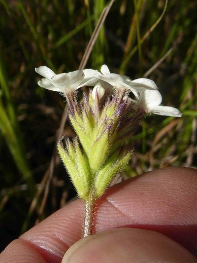 Buchnera dura, photographed by Andrew Hankey