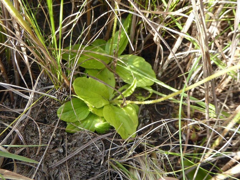 Buchnera dura, photographed by Andrew Hankey