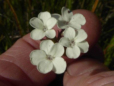 Buchnera dura, photographed by Andrew Hankey