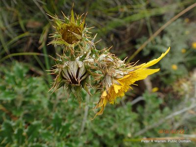 Berkheya rosulata, photographed by Peter Warren