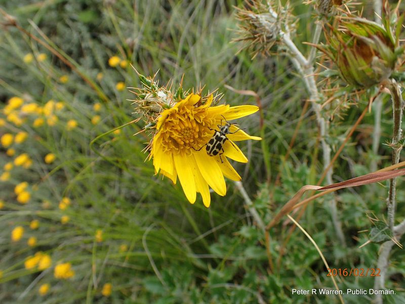 Berkheya rosulata, photographed by Peter Warren