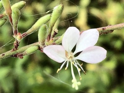 Oenothera gaura, photographed by tzeducation