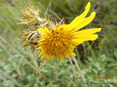 Berkheya rosulata, photographed by Peter Warren