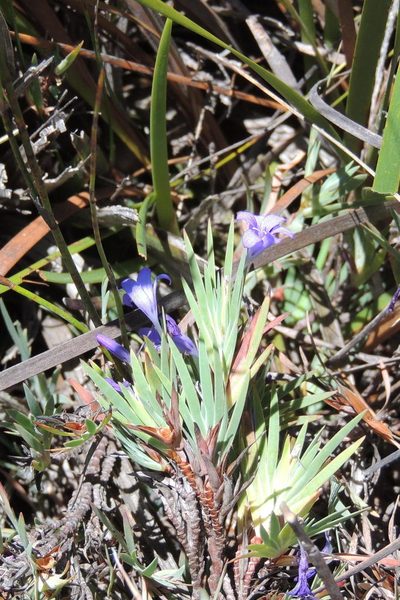 Nivenia fruticosa, photographed by jillblignaut