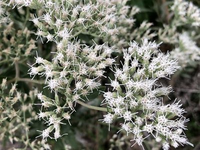 Eupatorium altissimum, photographed by tzeducation