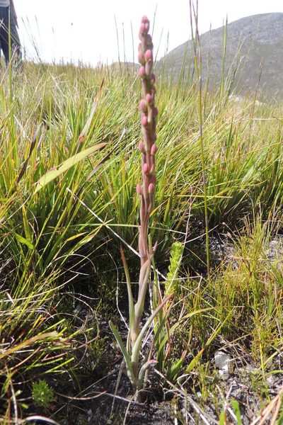 Pachites appressus, photographed by jillblignaut