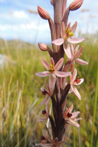 Pachites appressus, photographed by jillblignaut