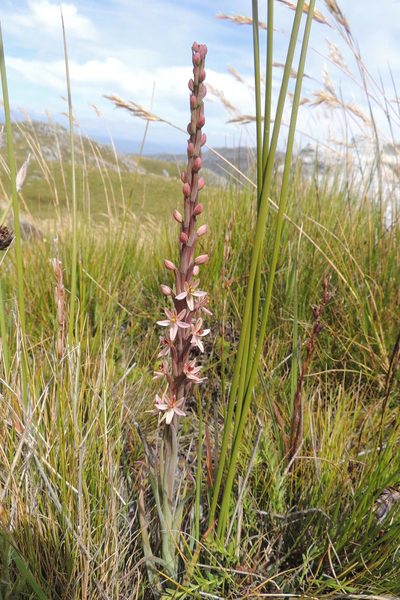 Pachites appressus, photographed by jillblignaut