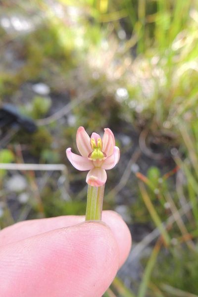 Pachites appressus, photographed by jillblignaut