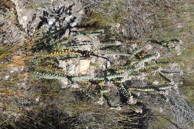 Paranomus spathulatus, photographed by jillblignaut