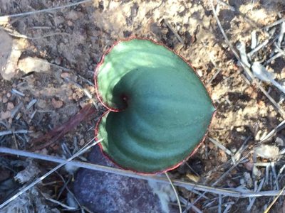 Eriospermum cordiforme, photographed by Dave U