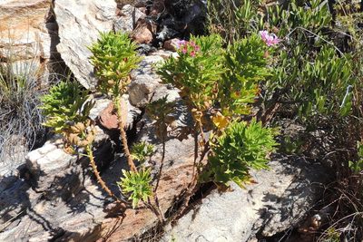 Pelargonium citronellum, photographed by jillblignaut