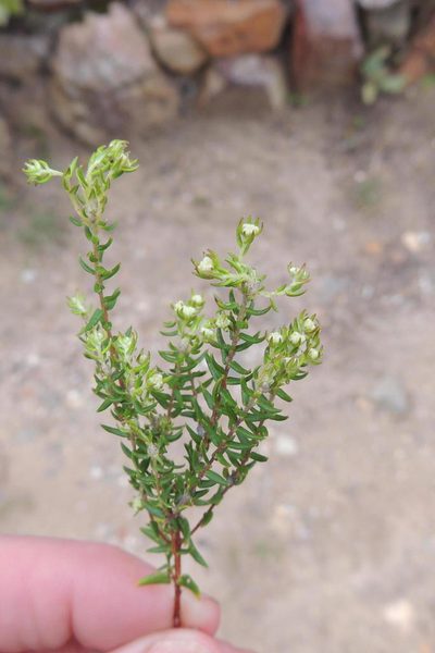 Phylica brachycephala, photographed by jillblignaut