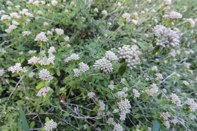 Plecostachys polifolia, photographed by jillblignaut