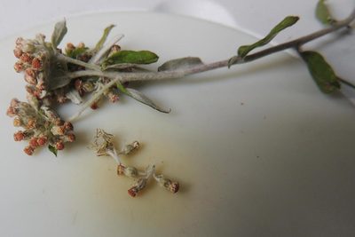 Plecostachys polifolia, photographed by jillblignaut