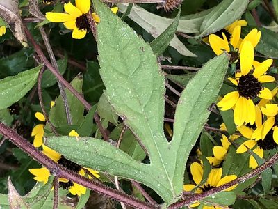 Rudbeckia triloba, photographed by tzeducation