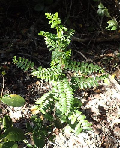 Zanthoxylum davyi, photographed by Nicola van Berkel