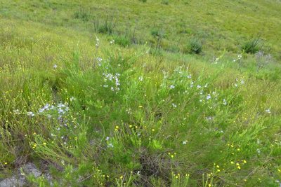 Psoralea azuroides, photographed by jillblignaut