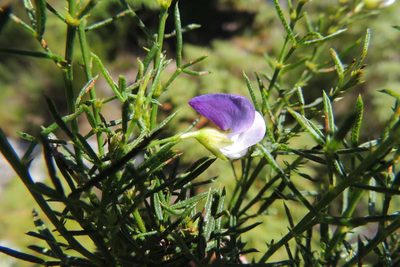 Psoralea laevigata, photographed by jillblignaut