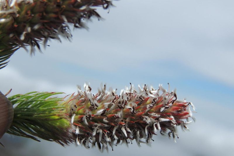 Spatalla nubicola, photographed by jillblignaut